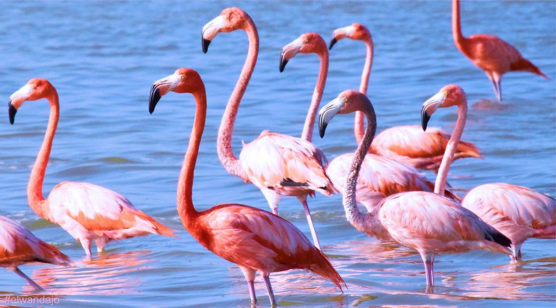 flamingos las coloradas yucatan