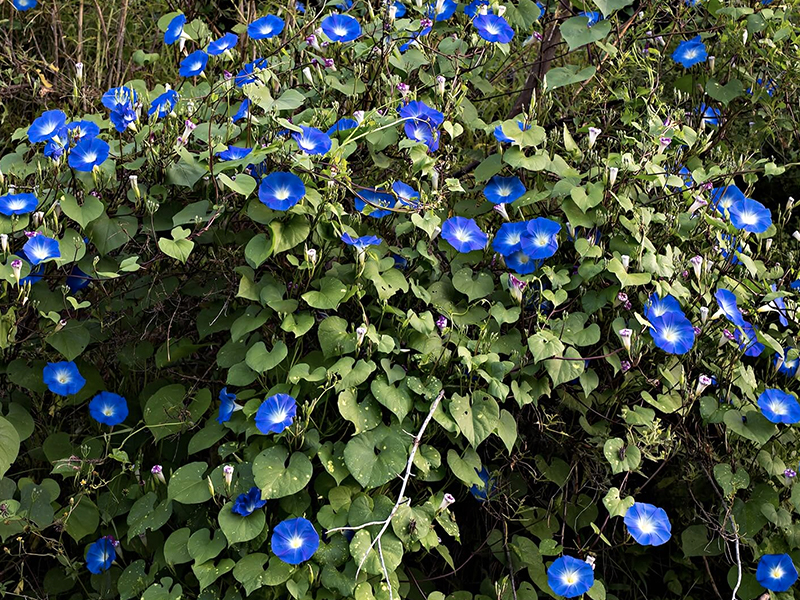 plantas silvestres campanilla azul